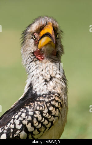 Geelsnaveltok Yellow-Billed Zuidelijke, Sud Calao, Tockus leucomelas Banque D'Images