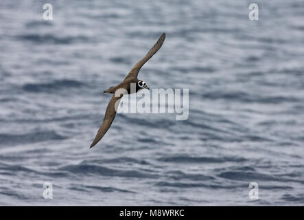 Dans Brilstormvogel de viaje en avión pétrel à lunettes en vol ; Banque D'Images