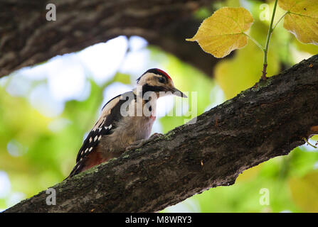 Syrische Bonte Specht, Pic, Dendrocopos syriacus syrien ; Banque D'Images