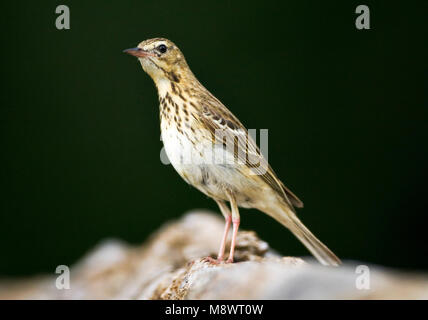 Boompieper ; arbre ; Anthus trivialis Pipit Banque D'Images