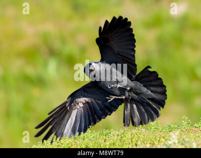 Kauw landend ; Western Jackdaw landing Banque D'Images