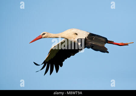 Ooievaar volwassen vliegend ; Cigogne blanche volant adultes Banque D'Images