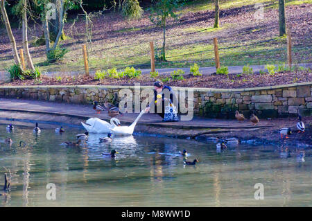 Glasgow, Écosse, Royaume-Uni. 20 mars 2018. Météo au Royaume-Uni : le premier jour du printemps, une femme nourrit les cygnes muets, Cygnus Oland, le matin ensoleillé dans le parc de la Reine. Credit: SKULLY/Alay Live News Banque D'Images