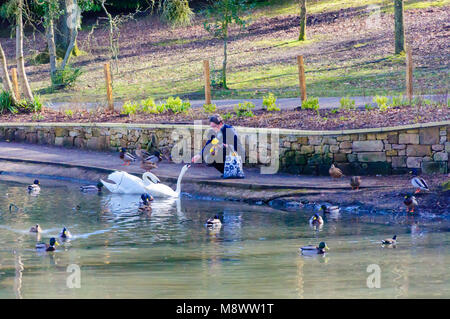 Glasgow, Écosse, Royaume-Uni. 20 mars 2018. Météo au Royaume-Uni : le premier jour du printemps, une femme nourrit les cygnes muets, Cygnus Oland, le matin ensoleillé dans le parc de la Reine. Credit: SKULLY/Alay Live News Banque D'Images