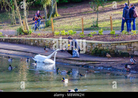 Glasgow, Écosse, Royaume-Uni. 20 mars 2018. Météo au Royaume-Uni : le premier jour du printemps, une femme nourrit les cygnes muets, Cygnus Oland, le matin ensoleillé dans le parc de la Reine. Credit: SKULLY/Alay Live News Banque D'Images