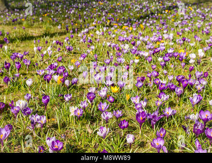 Aberlady, East Lothian, Ecosse, Royaume-Uni, le 20 mars 2018. Soleil sur le violet et le jaune crocus poussant dans l'herbe dans un parc Banque D'Images