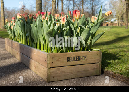 Lisse, Pays-Bas. Mar 20, 2018. Ouverture officielle de la saison 2018 Les jardins de Keukenhof. Old fashioned fleurs à Keukenhof nommé panier. Photo : Marcel van den Bos/Alamy Live News Banque D'Images