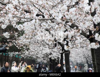 Nanjing, Jiangsu Province de la Chine. Mar 21, 2018. Les touristes voir les cerisiers en fleurs à Nanjing, capitale de la province de Jiangsu, Chine orientale, le 21 mars 2018. Credit : Liu Jianhua/Xinhua/Alamy Live News Banque D'Images