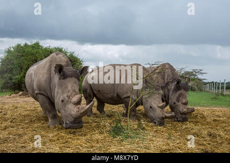 20 mars 2018 Kenya Nanyuki deux du nord blanc et d un