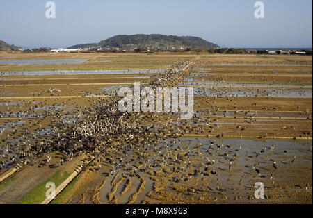 Grue à cou blanc à capuchon et Crane Arasaki Japon ; en Witnekkraanvogel Monnikskraanvogel Arasaki Japon Banque D'Images