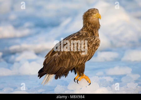 White-tailed Eagle hot perché sur la glace ; Recreatie En Watersportcentrum volwassen zittend op het ijs Banque D'Images