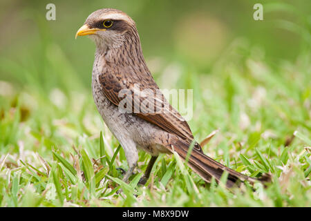 Geelsnavelklauwier zittend op de grond ; Yellow-migratrice assis sur le sol Banque D'Images