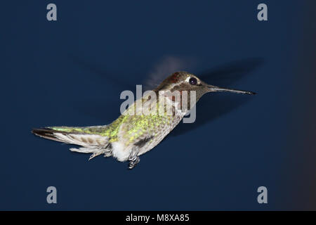 Dans Annakolibrie de viaje en avión ; Anna's Hummingbird en vol Banque D'Images