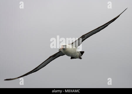 Dans Laysanalbatros Volwassen de viaje en avión ; Albatros de Laysan adultes en vol Banque D'Images