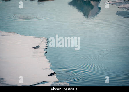 Les phoques gris et de détente allongé sur glacier dans le Jokulsarlon glacial lagoon en Islande. Banque D'Images