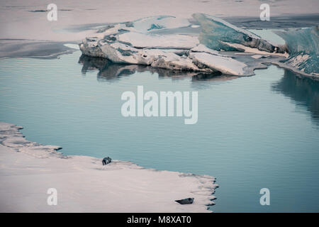 Les phoques gris et de détente allongé sur glacier dans le Jokulsarlon glacial lagoon en Islande. Banque D'Images