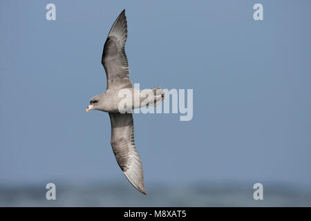 Dans Pacifische Noordse Stormvogel de viaje en avión ; Pacific Northern Fulmar en vol Banque D'Images