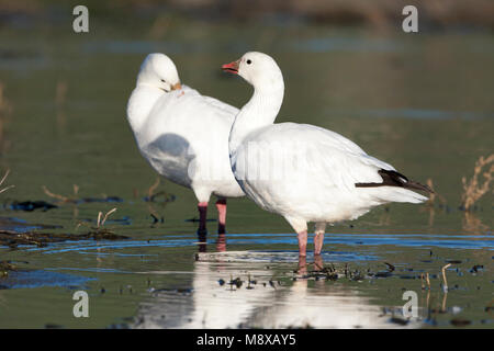 Witte vorm Ross' Gans ; forme blanche l'Oie de Ross Banque D'Images