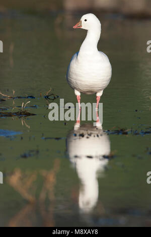 Witte vorm Ross' Gans ; forme blanche l'Oie de Ross Banque D'Images