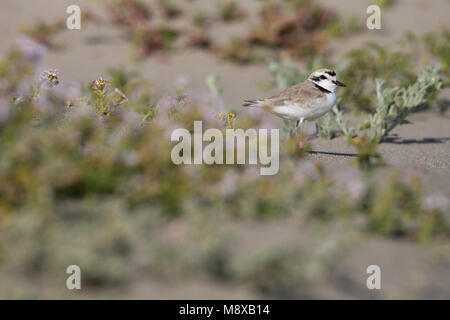 Dans staand Strandplevier zand ; Snowy Plover perché dans le sable Banque D'Images