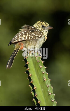 Usambirobaardvogel Usambiro zittend op ; cactus Barbet perché sur cactus Banque D'Images