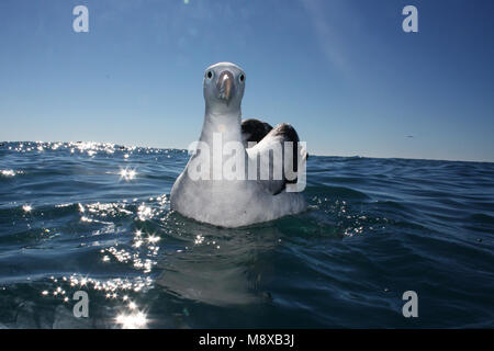 Zwemmende Grote Albatros Albatros natation ; Banque D'Images