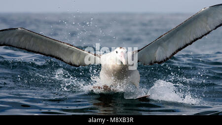 Gibsons Albatros, l'albatros de Gibson ; Diomedea gibsoni Banque D'Images