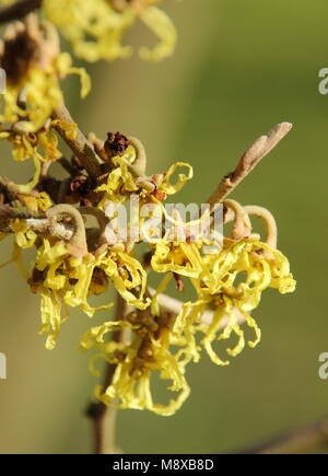 Hazel de sorcière ' Zuccariniana'.Fleurs d'hiver épiderantes de Hamamelis japonica Zuccariniana's Japanese sorcière Hazel sous le soleil d'hiver, Royaume-Uni Banque D'Images