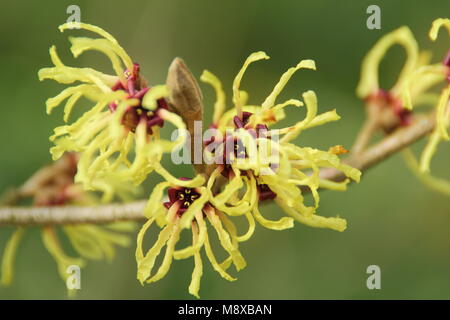 Fleurs d'hiver de l'Hamamelis x intermedia 'Pallida' l'hamamélis dans un jardin anglais, UK Banque D'Images