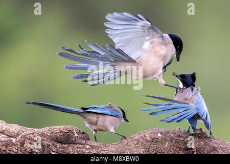 Blauwe Ekster, Péninsule Ibérique, Magpie Cyanopica cooki Banque D'Images