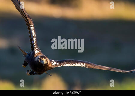 Keizerarend Spaanse adulte en vol ; espagnol adultes aigle impérial (Aquila adalberti) en vol Banque D'Images