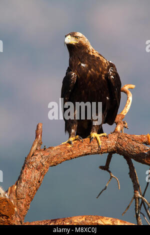 Volwassen Spaanse dans Keizerarend ; zit espagnol adultes aigle impérial (Aquila adalberti) perché Banque D'Images