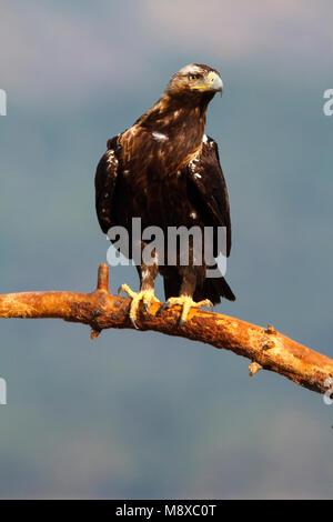 Volwassen Spaanse dans Keizerarend ; zit espagnol adultes aigle impérial (Aquila adalberti) perché Banque D'Images