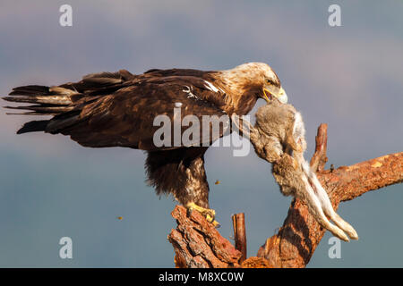 Volwassen Spaanse dans Keizerarend ; zit espagnol adultes aigle impérial (Aquila adalberti) perché Banque D'Images