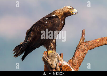 Volwassen Spaanse dans Keizerarend ; zit espagnol adultes aigle impérial (Aquila adalberti) perché Banque D'Images