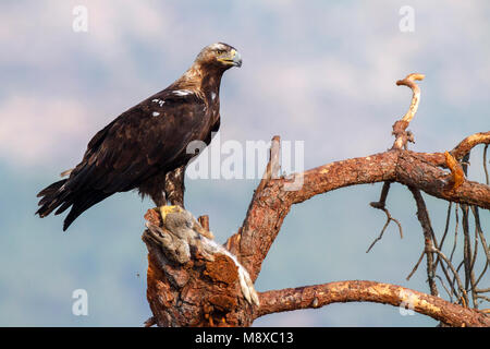 Volwassen Spaanse dans Keizerarend ; zit espagnol adultes aigle impérial (Aquila adalberti) perché Banque D'Images