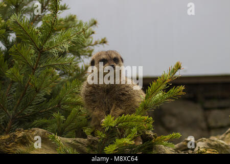 Meerkat à Welsh Mountain Zoo à Colwyn Bay, Pays de Galles. Le meerkat est vu dans un arbre qui se trouve dans son enceinte donnant sur son territoire. Banque D'Images