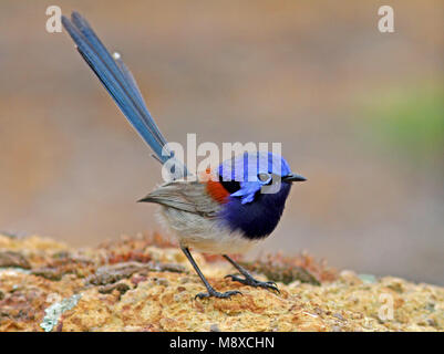 Blauwborstelfje, Blue-breasted Fairywren Banque D'Images