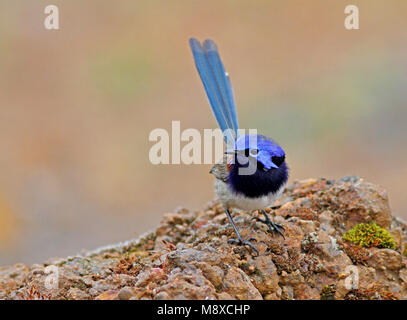 Blauwborstelfje, Blue-breasted Fairywren Banque D'Images