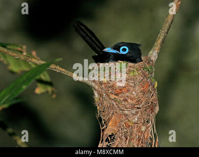 Paradijsmonarch japonais op nest, Japonais Paradise-Flycatcher sur son nid Banque D'Images