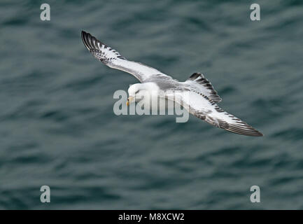 Vliegende Noordse Stormvogel (Alaska), le Fulmar boréal (auduboni) en vol Banque D'Images