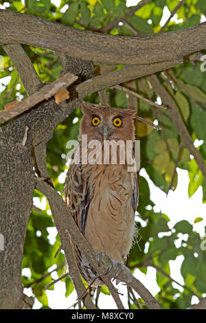 Filippijnse Oehoe zittend à boom, perché dans l'arbre lacteus Philippine Banque D'Images