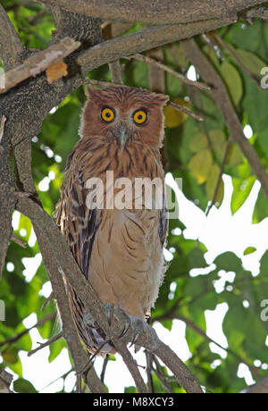 Filippijnse Oehoe zittend à boom, perché dans l'arbre lacteus Philippine Banque D'Images