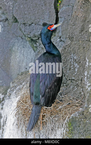 Roodmaskeraalscholver op nest, Red-faced Cormorant sur son nid Banque D'Images