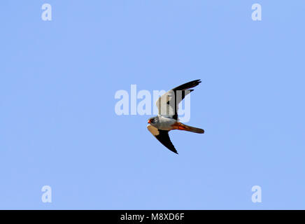 Mannetje Vliegend Falcon Amur ; Flying homme Amoerroodpootvalk (Falco amurensis) Banque D'Images