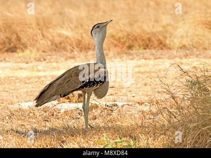 Image oiseaux faite par Pete Morris Banque D'Images