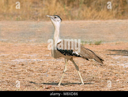 Image oiseaux faite par Pete Morris Banque D'Images