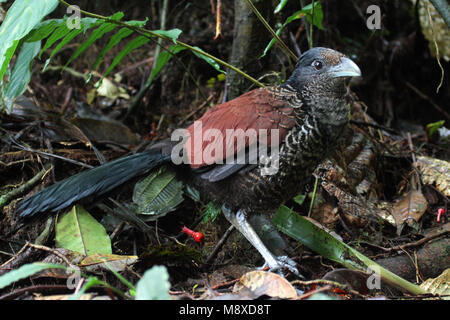 Gebandeerde Grondkoekoek ; masse bagués Cuckoo en Equateur Banque D'Images