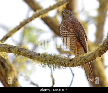 Havik Australische zittend op tak, Brown Goshawk (île Christmas) perché sur une branche Banque D'Images