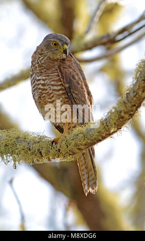 Havik Australische zittend op tak, Brown Goshawk (île Christmas) perché sur une branche Banque D'Images